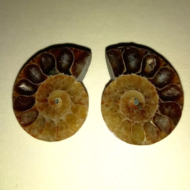 Coppia Phylloceras Lucidata Ammonite Madagascar Ammoniti n. K30 Spirale Fossile