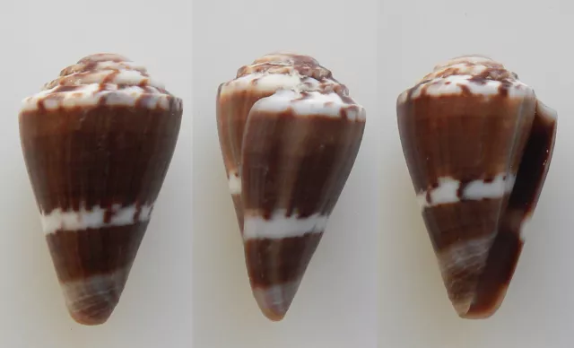 Conchiglia - shell  :  conus fumigatus