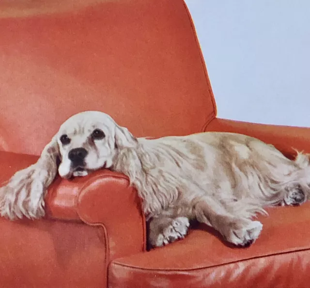 1942 Vintage Print Ad Shell Petroleum Golden Cocker Spaniel Orange Leather WW2