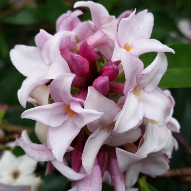 You Garden - Daphne 'Perfume Princess' in a 13cm Pot