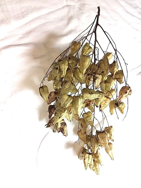 Natural Golden Raintree (Koelreuteria paniculata) PODS 3 Sided Paper-Like Crafts 2