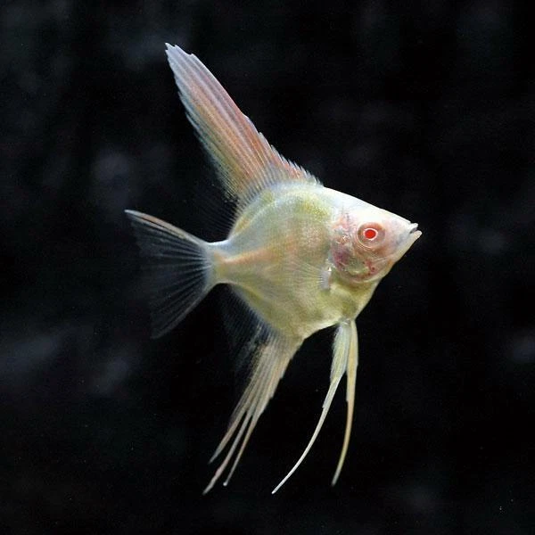 3x Albino Red Eye Angelfish (1.25-1.5") Live Fish 2Day Fedex shipping