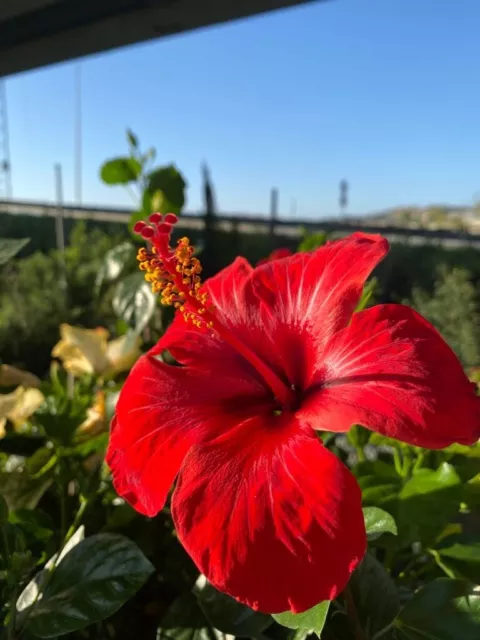 Ibisco (Hibiscus) vaso 14 cm - Pianta arbustiva