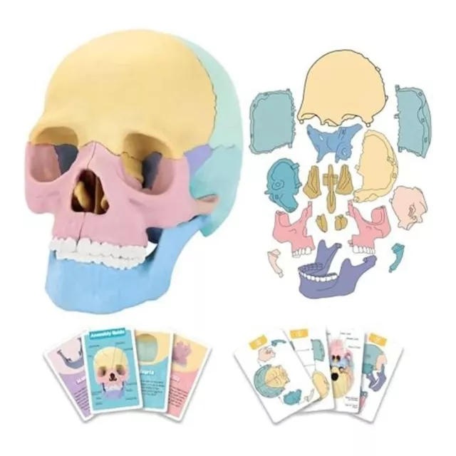 4D Skull Model 1:2 Human-Skull Model Anatomy Skull Model  Oral Teaching