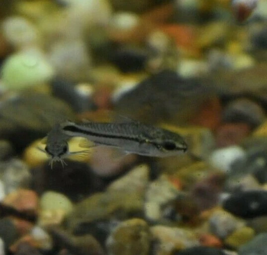 Live Pygmy Corydora Catfish (Pack of 6 Freshwater Aquarium Fish) *PLS READ DESCR 3