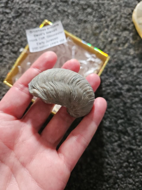 Fossil, Devils Toenail
