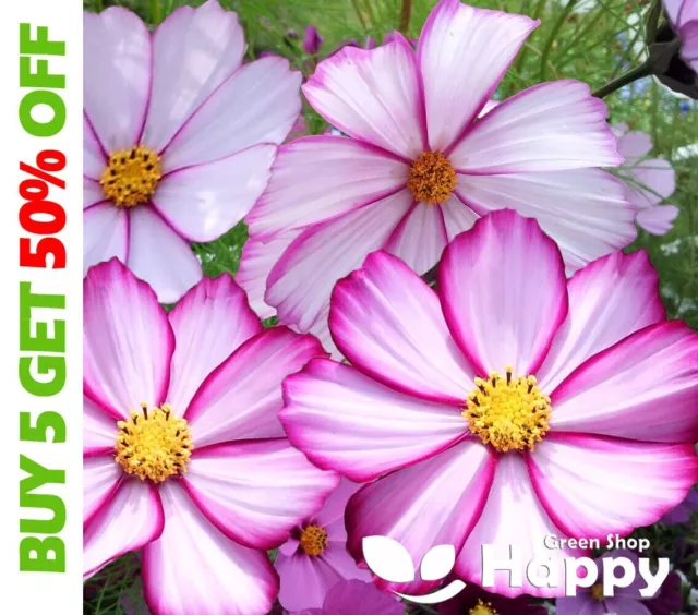 Cosmos Bipinnatus - Dwarf Sensation Picotee 300 Seeds - Annual Pink White Flower