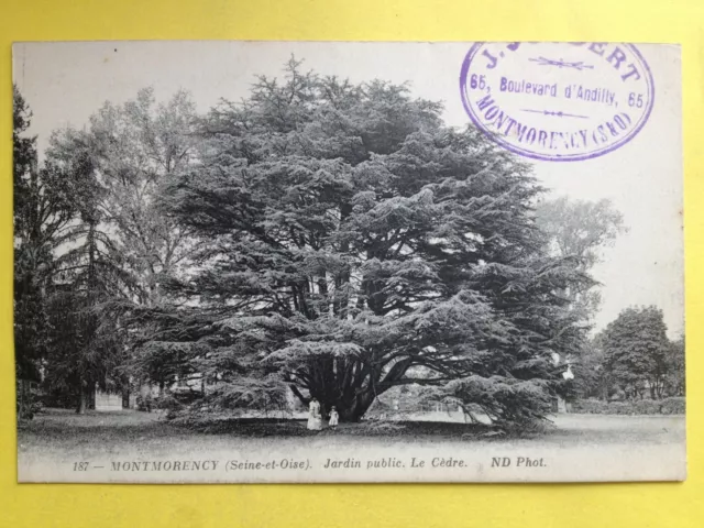 cpa FRANCE 95 - MONTMORENCY Val d'Oise Jardin Le CÈDRE ARBRE TREE