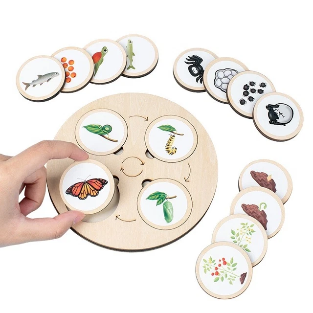 LIFE CYCLE MONTESSORI Board Kids Biology Cognitive Activity Preschool ...