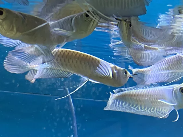 Live Silver Arowana (around 4”,pellet Trained Tropical Aquarium Fish)
