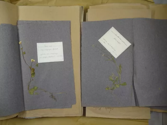 Herbarium Sammlung getrockneter Pflanzen - Botanik Pflanzenkunde Kräuter - 1911