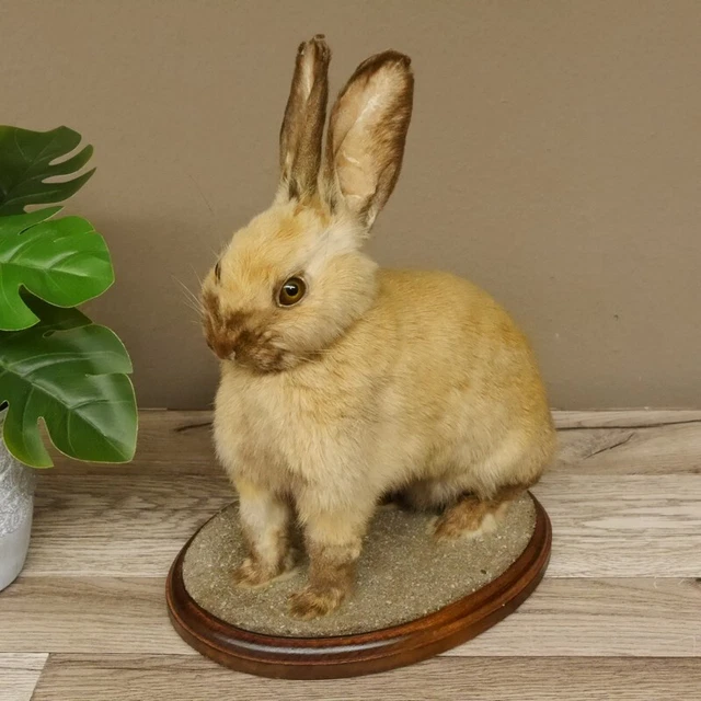 Conejo Sentada Beige Marrón Claro Conejito Preparado para Animales Taxiderm