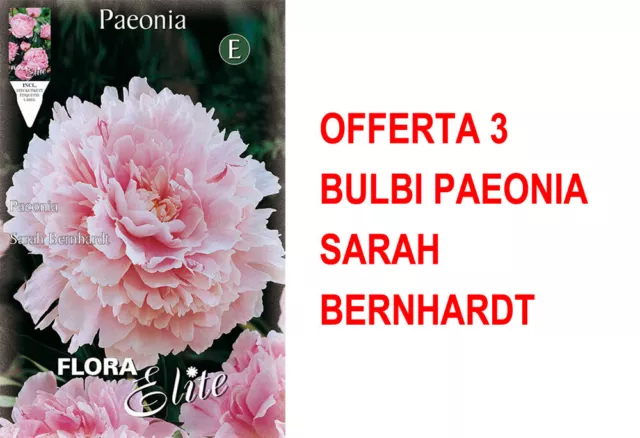 Bulbi Primaverili Offerta 3 Bulbi Paeonia Sarah Bernhardt Bulbs Peonia