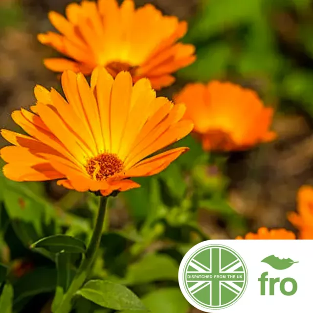 Organic - Pot Marigold - 300 Seeds - Orange Yellow Mixed - Calendula - Fast P&P✅