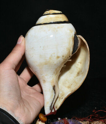 16.8" Old Tibetan conch Shell Sea Snail Conch Spiral Seashell Nautical Decor