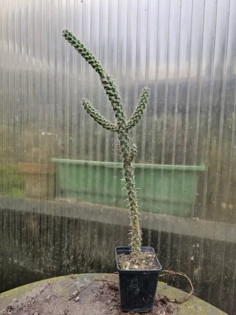 Cylindropuntia spinosior 45 cm resistente Opuntia -22, cactus agave palma