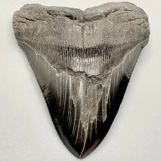 X-Large Sharply Serrated 5.79" Fossil MEGALODON Shark Tooth - USA - Thick!