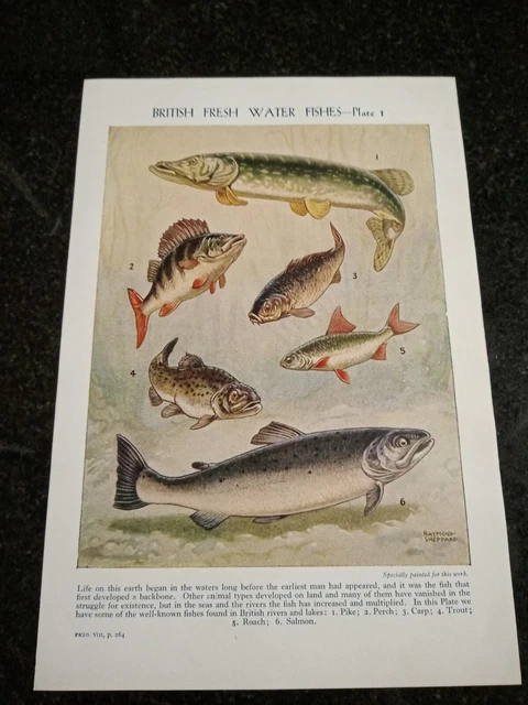 British freshwater fish roach salmon perch carp trout  ILLUSTRATION PRINT