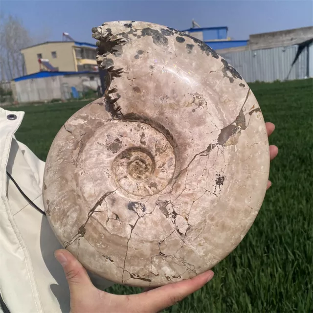 13.2kg Natural Ammonite Fossil Reiki Crystal Specimen Mineral Decor Crystal Gift