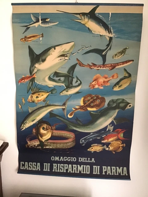 🔴POSTER DIDATTICO VALLARDI SER.EGIS⭕️scolastico ANIMALI MARINI PESCI  cassa