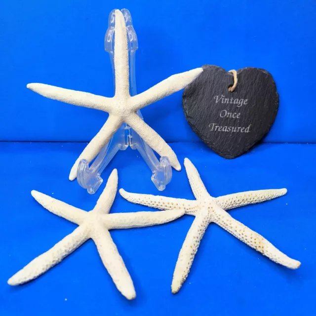 Natural White STAR FISH * Set of 3 * Medium (approx 6", 15cm) * VGC