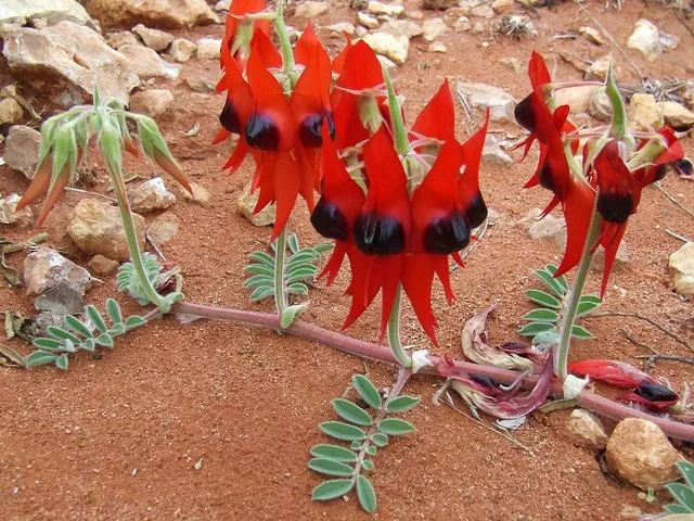 Swainsona formosa Sturts Desert Pea 10+ seeds