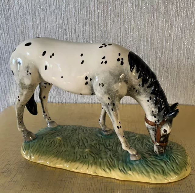 The Appaloosa horse - Royal Horse