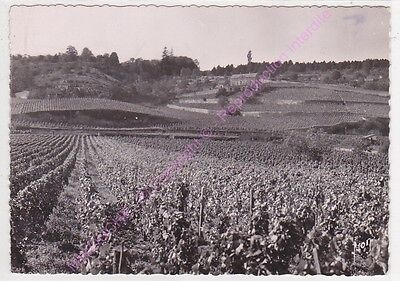 CPSM 21700 nuits saint georges vineyards large sample edt yvon ca1952