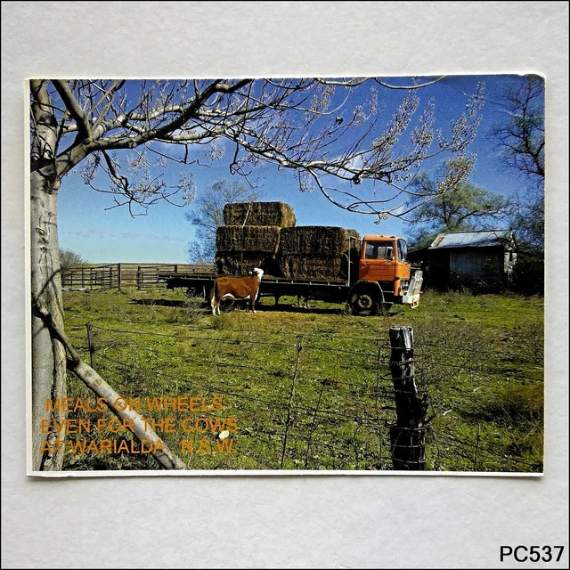 Meals On Wheels Even For The Cows At Warialda NSW Postcard (P537)