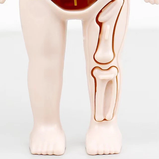 HUMAN BODY ANATOMY Model Kid Montessori 3D Puzzle Educational Learning ...