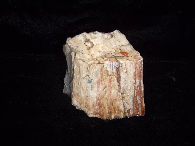 Petrified Wood Log Branch Slice Cross Section Specimen  12.8 oz