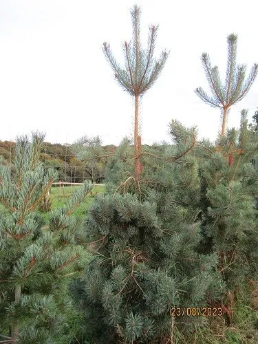 Pinus sylvestris DK/Dyrehave 3L 60-70cm, BANK HOLIDAY OFFER ENDS MONDAY
