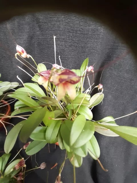 Orchidee, Terrarienpflanze, Masdevallia nidifica red