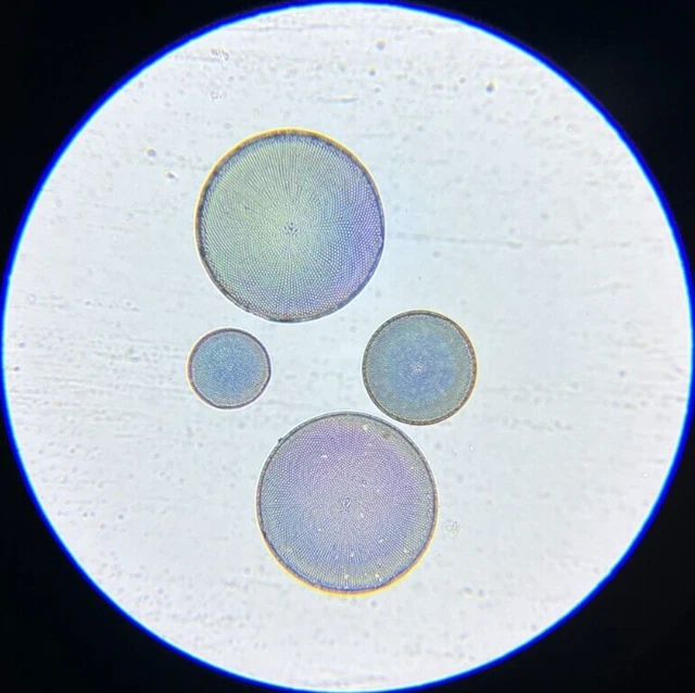 A.C. Cole Microscope Slide Diatom Coscinodiscus Centralis Nottingham Maryland