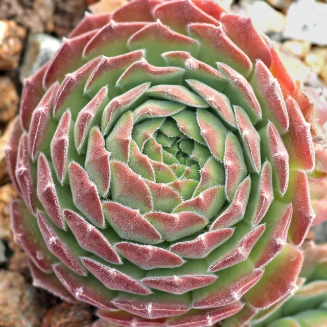 Sempervivum  "Apple Blossom" ( Amazing Plant !!!!!! ) 3 Plants