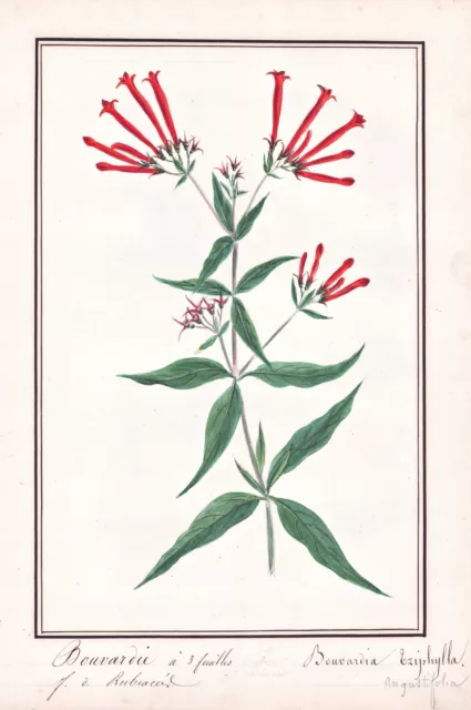Bouvardia Botanique Fleurs Flower Botany Aquarelle Drawing 1830