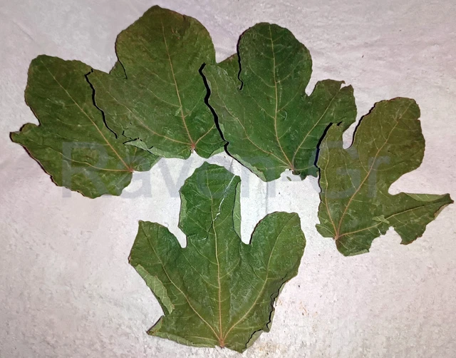 Hojas de higuera XL 5 ud. Fresco secado al aire del árbol al sol mediterráneo
