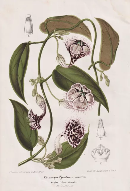 Ceropegia Gardneri Leuchterblumen Botany Flower Stroobant Lemaire Lithography