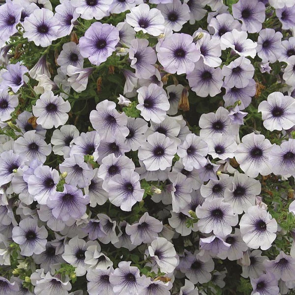 6 TRAILING PETUNIA Surfinia Blue Vein