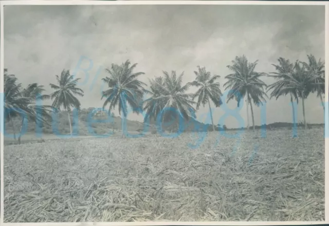 1940s St Johns charity worker photo of Sugar Trash and palms Antigua 6.75*4.6"