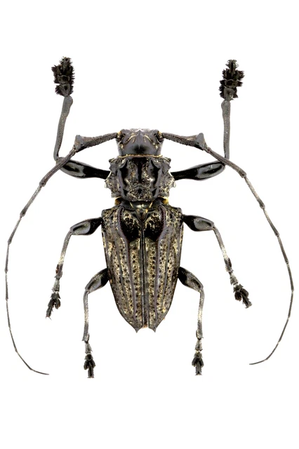 Cerambycidae Sp.  Feb221 27Mm (Body) Ec,