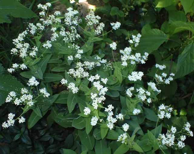 Garlic cress (Peltaria alliacea) - edible, rare - 25 seeds 2