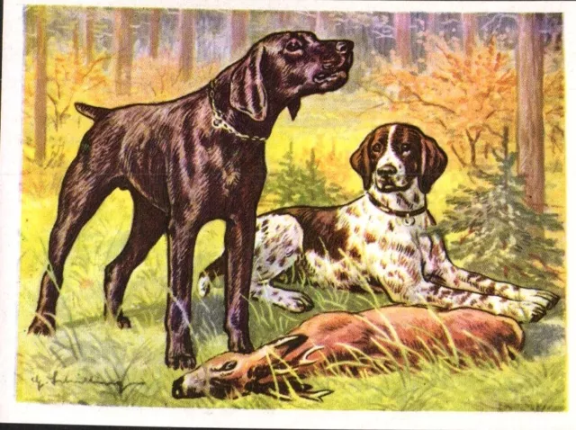 1952 Dog Art Austria Tobacco Company Trade Card C118