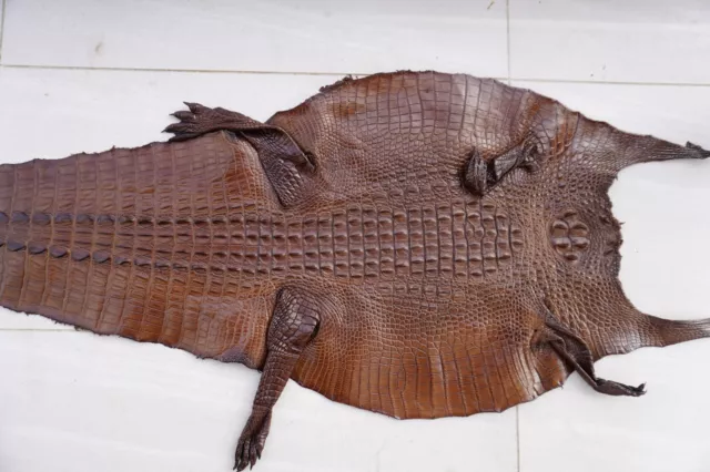 Dark Brown Genuine Alligator ,Crocodile Skin Leather Hide Exotic Pelt taxidermy