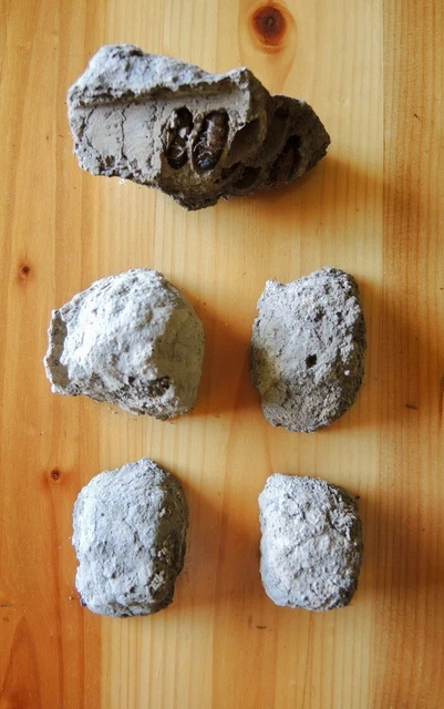 Lot of 5 Mud Dauber Nests Dirt Hives