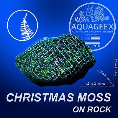 Christmas Moss On Rock- Xmas Easy Aquarium Aquatic Live Plants Freshwater