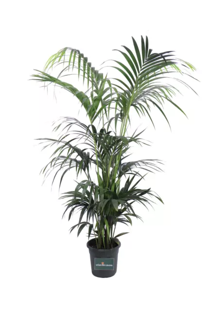 PIANTA DI KENTIA Howea Forsteriana pianta vera ornamentale da arredo  interno EUR 173,00 - PicClick IT