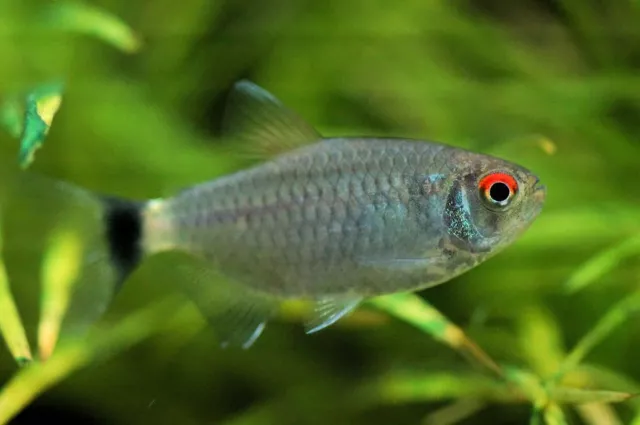 Red Eye Tetra Moenkhausia Sanctaefilomenae Live Tropical Fish Aquarium 1-30