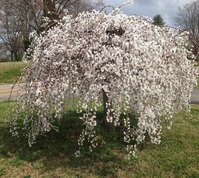 YEDOENSIS WEEPING JAPANESE Flowering Cherry Tree 45ft Tall in a 7.5