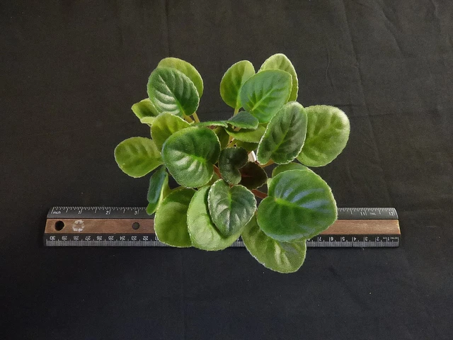 African Violet LEAF POT "Cajun's Pink Negligee"